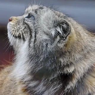 😠