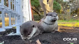 👩‍❤️‍💋‍👨