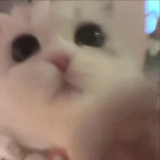🐈‍⬛