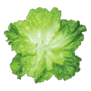 🥬