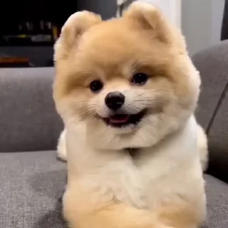 🤩
