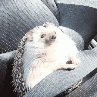 🦔