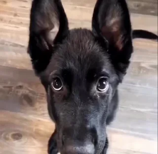 🤍