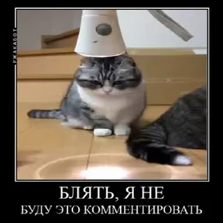 😾