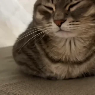 😴