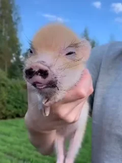 🐷
