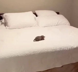 😴
