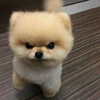 🐶