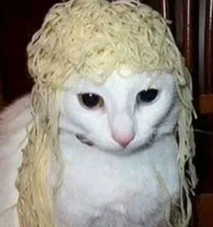 🐱