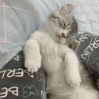 😴