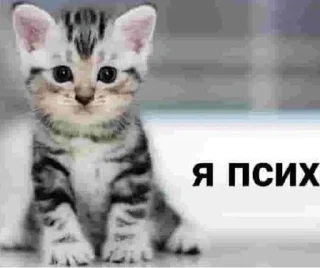 😾