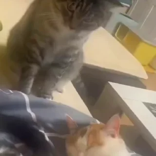 🐈