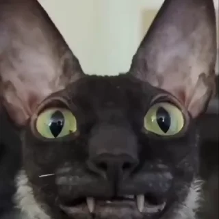 🧐