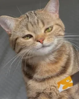 😼