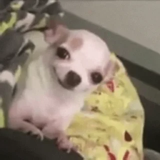 🐶