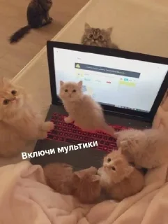 🐱