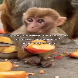 🐵