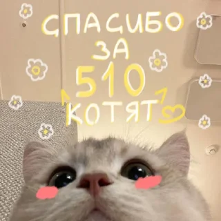 🐱