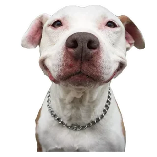 Dogs @stickersb2b