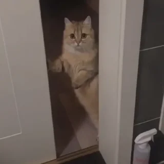 🚪