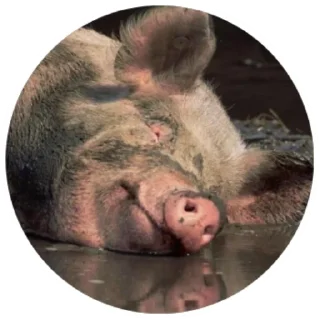 💤