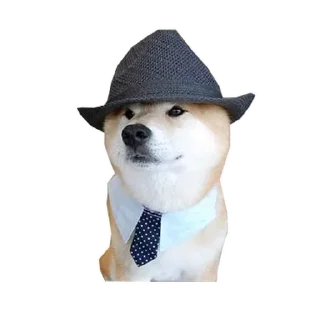 🐶