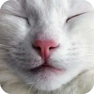 🐱