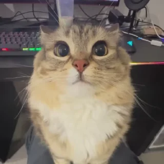 🌟