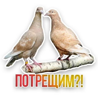 🕊️