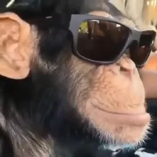 😎