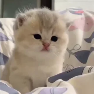 🥺