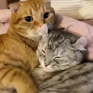 🐱
