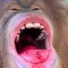 @sweetbaboons