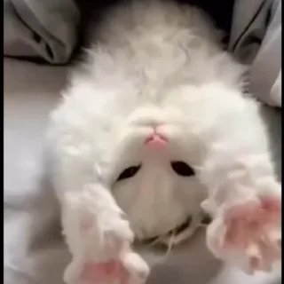 🤩