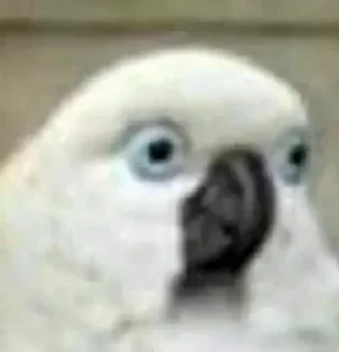 🗿