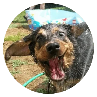🐶