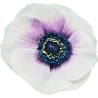 🌸