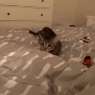 🐈