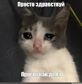 😿