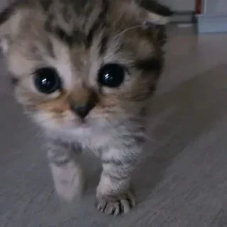 🥺