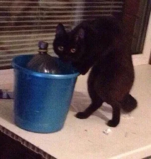 🐱