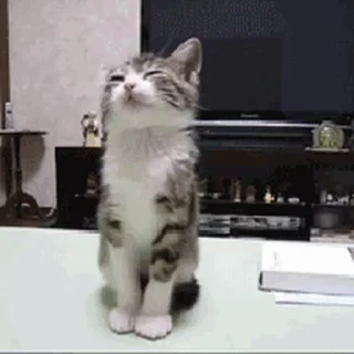 🐱