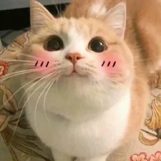 🐈