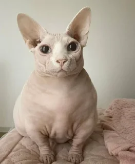 🥺