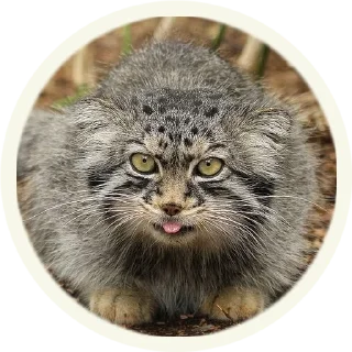 😋
