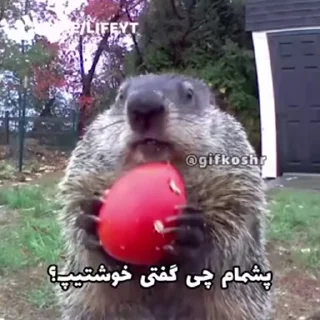 🦫