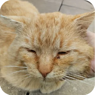 🐱