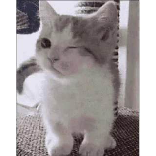 🐱