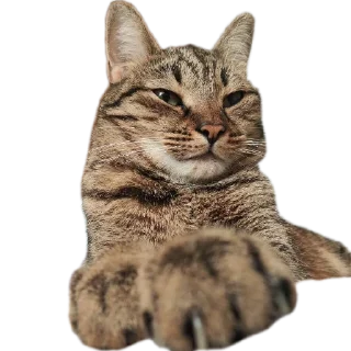 🐱