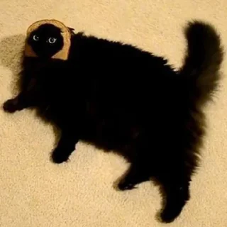 😺
